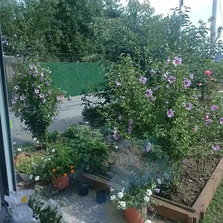 Little Joy , Loc Mala Radost Bihać